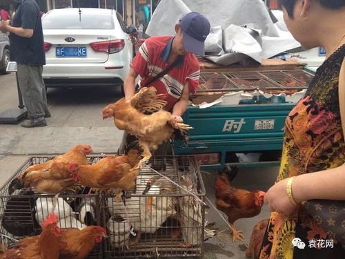 卖鸡鸭的诗人 活禽摊上的文学梦与网红路