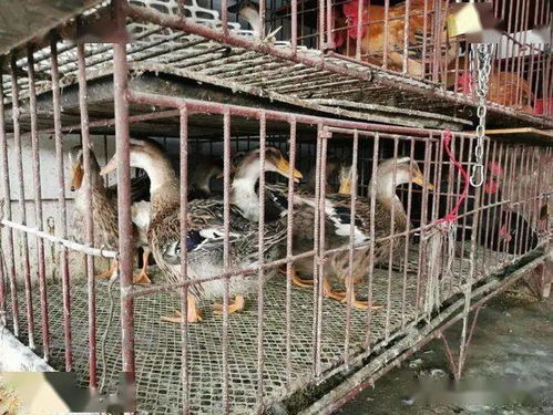 关闭活禽交易后，我们这样购买鸡鸭鹅鸽与生鲜水产品