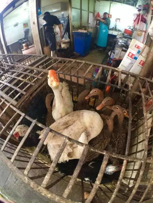 昆明市人民政府关于暂停在主城区二环路以内进行活禽交易 宰杀的通告