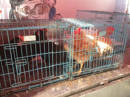 创文进行时 横路办事处推进活禽交易专项整治，规范生鲜水产品市场秩序