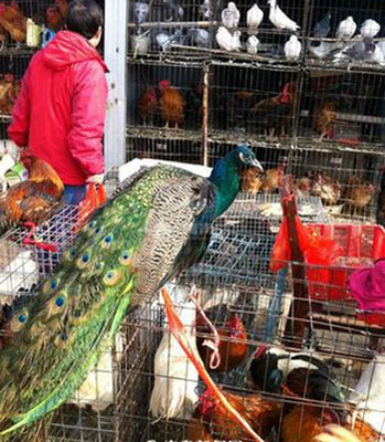 青岛市场惊现现买现杀孔雀肉 活禽交易监管再引关注