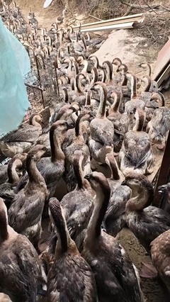 狮头鹅市场价格解析 活禽每斤售价因多重因素浮动