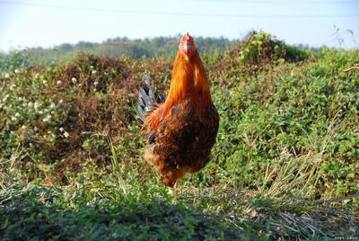 活禽市场转型潮下，生鲜水产养殖的新蓝海与机遇