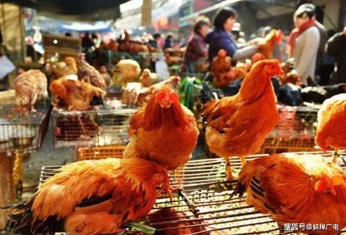 告别市场活禽交易，我们如何健康安心选购禽肉