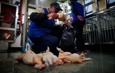 守护城市安全线 上海活禽市场关闭与生鲜水产流通新考量