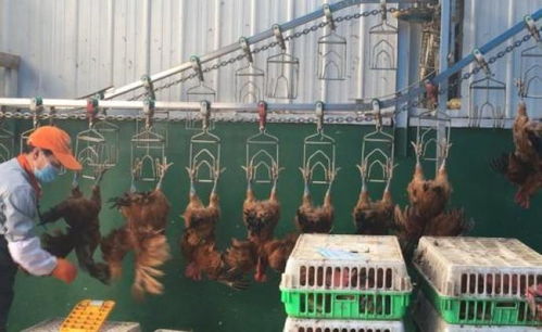 活禽与生鲜水产品 现代餐桌上的鲜活选择与安全挑战