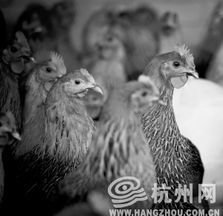 活禽交易禁令下的杭州 公共卫生与民生传统的两难