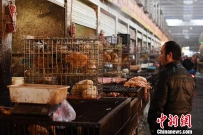湖南H7N9流感疫情通报与活禽市场动态观察