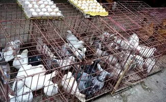 南充活禽市场重开遇冷 交易量锐减背后的多重隐忧