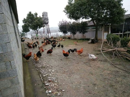 流泗镇开展活禽交易市场h7n9禽流感防控专项检查
