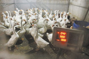 市肉禽蛋批发市场重启活禽交易，助力市场供应与规范管理