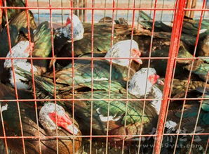 清远34个肉菜市场活禽经营将受罚，规范管理促健康