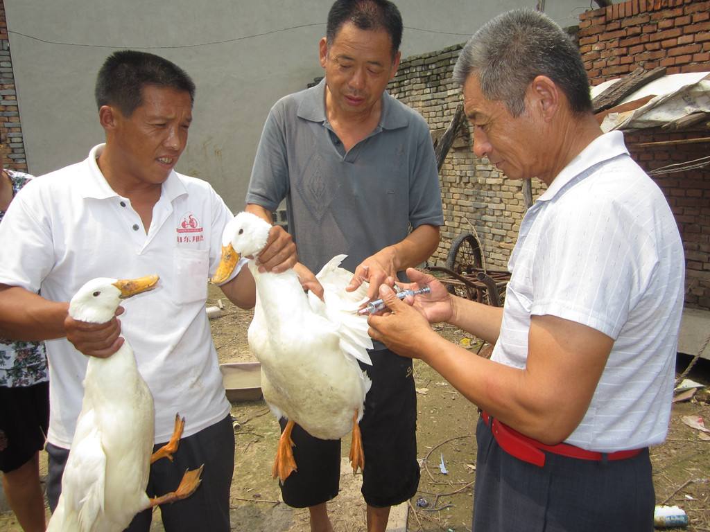 活禽交易的未来 农贸市场鸡鸭买卖转型路径探讨