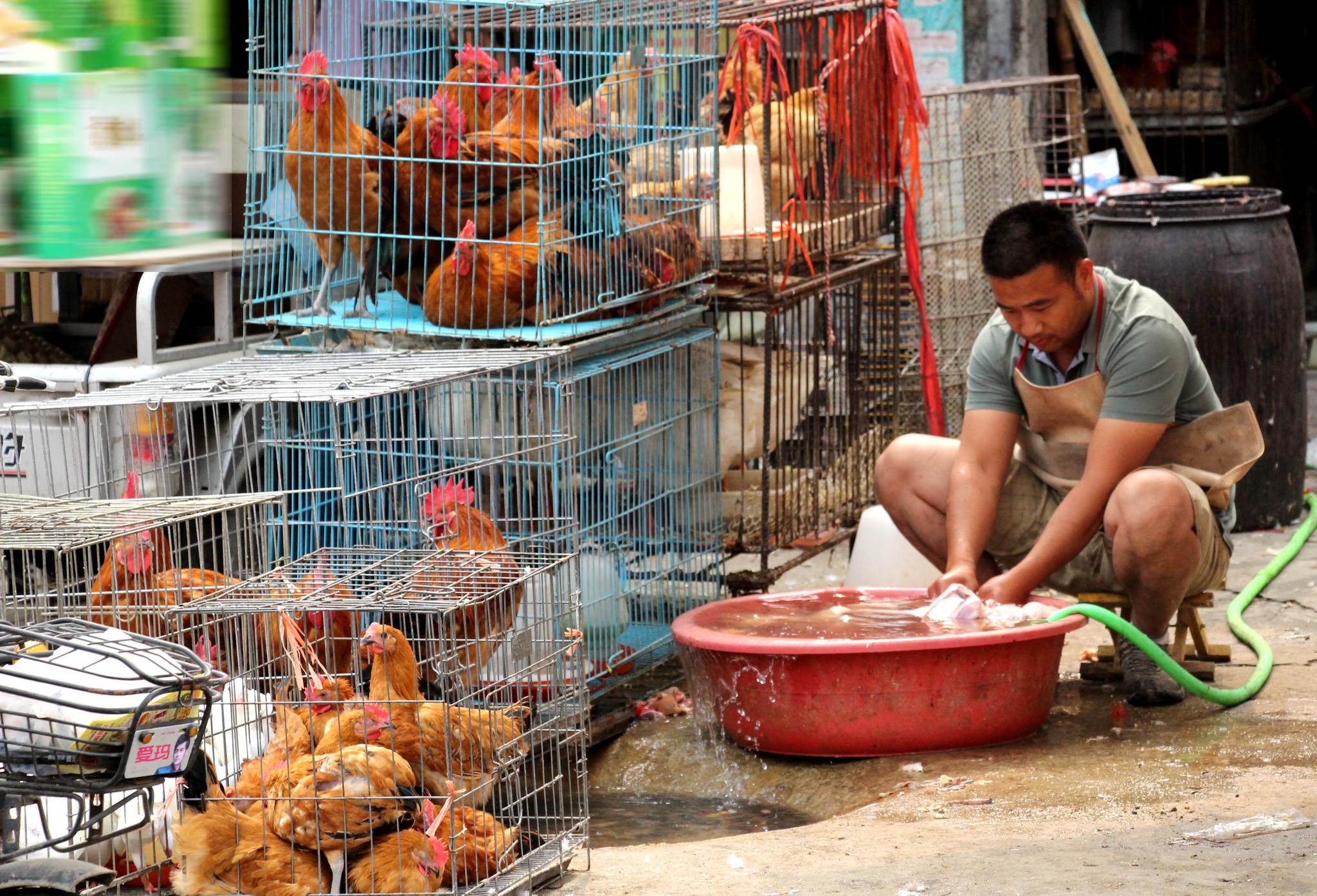 活禽市场全面复苏，养鸡人喜迎春天